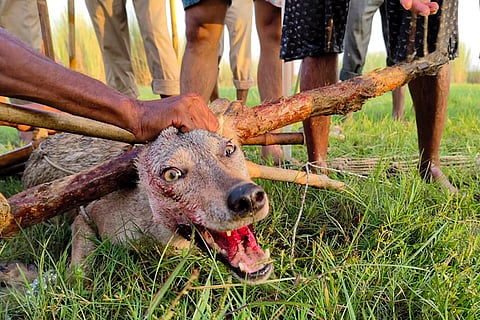 Another wolf captured in Bahraich